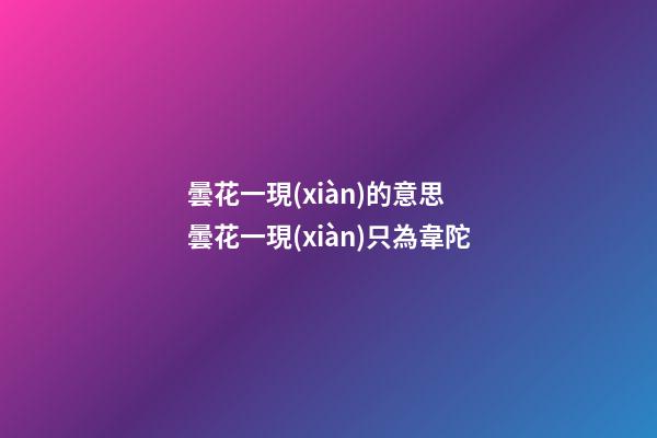 曇花一現(xiàn)的意思 曇花一現(xiàn)只為韋陀